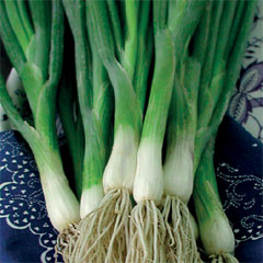 Heritage Collection - Onion Ciboule (Welsh Onion)