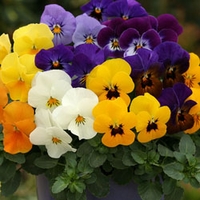 Viola Itsy Bitsy 100 Plants + 60 FREE