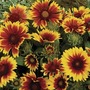 Gaillardia Dwarf Goblin 28 Jumbo Ready Plants