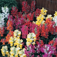 Antirrhinum Karma 100 Plants + 60 FREE