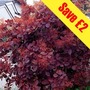 Cotinus coggygria Royal Purple (Smoke Bush) 2 Plants