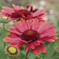 Gaillardia Arizona Red 12 Jumbo Ready Plants