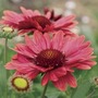 Gaillardia Arizona Red 28 Jumbo Ready Plants