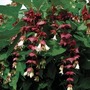 Leycesteria formosa 1 Plant