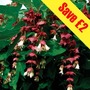 Leycesteria formosa 2 Plants