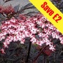 Sambucus nigra Black Lace 2 Plants