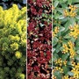 Sedum Collection 6 Jumbo Ready Plants