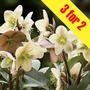 Hellebore (Christmas Rose) 3 Plants