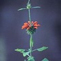 Leonotis Nepetifolia Var Nepetifolia Staircase 1 packet (30 seeds)