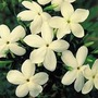 Jasminum Officinale 'Clotted Cream' 6 jumbo plants