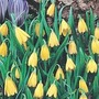 Fritillaria Pudica 6 bulbs