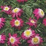 Tanacetum 'Garden Treasure' 3 plants in 7cm pots