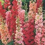 Delphinium 'Red Arrows' Mixture 2 plants in 9cm pots