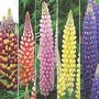 Lupin West Country Hybrids Collection 5 potted plants - 1 of each variety