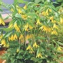 Uvularia Grandiflora 1 bareroot plant