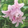 Jasminum X Stephanense 1 jumbo plant