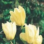 Magnolia Denudata Yellow River 1 bareroot plant