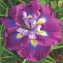 Iris Ensata 'August Emperor' 1 bareroot plant