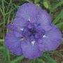 Iris Ensata 'Azure' 1 bareroot plant