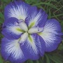 Iris Ensata 'Gusto' 1 bareroot plant