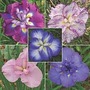 Iris Ensata Collection 5 bareroot plants - 1 of each variety