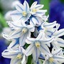 Russian Snowdrop 200 bulbs + 100 free