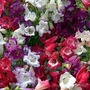 Penstemon Wedding Bells Mixed 6 plants in 5cm pots