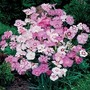 Dianthus Plumarius Sweetness Mixed 1 packet (50 seeds)