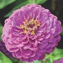Zinnia Elegans Purple Prince 1 packet (100 seeds)
