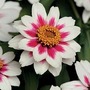 Zinnia Marylandica Zahara Starlight Rose 1 packet (15 seeds)