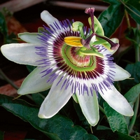 Passiflora 'Caerulea' 1 jumbo plant